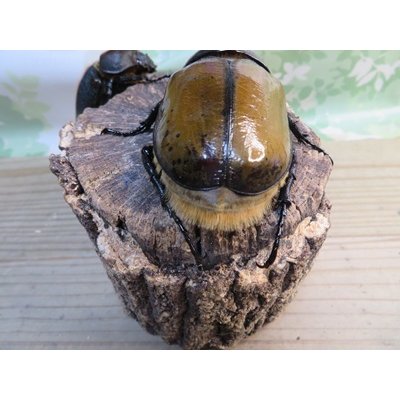 画像3: ☆新成虫☆D.H.リッキー♂109ミリ♀66ミリペア販売！！