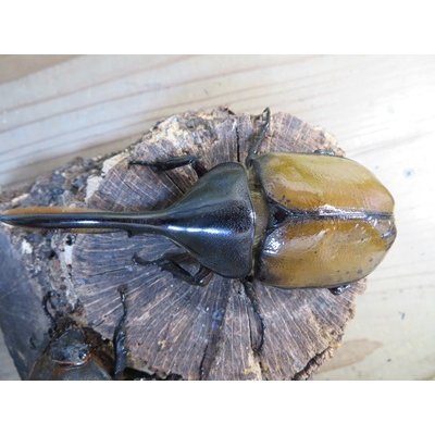 画像2: ☆新成虫☆D.H.リッキー♂109ミリ♀66ミリペア販売！！