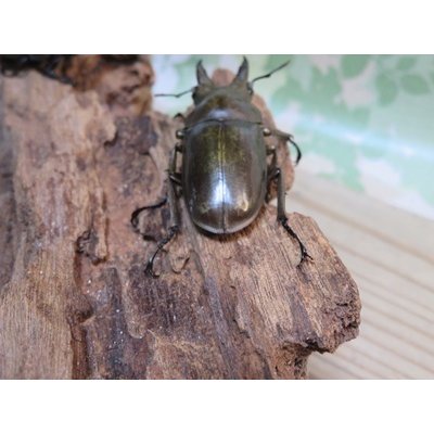 画像3: 稀少産地☆WF3☆モセリオウゴンオニクワガタ♂49ミリ♀41ミリペア＋♀40ミリ計3頭トリオ販売！！