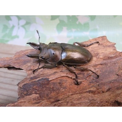 画像1: 稀少産地☆WF3☆モセリオウゴンオニクワガタ♂49ミリ♀41ミリペア＋♀40ミリ計3頭トリオ販売！！