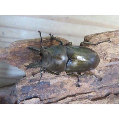 画像2: 稀少産地☆WF3☆モセリオウゴンオニクワガタ♂49ミリ♀41ミリペア＋♀40ミリ計3頭トリオ販売！！