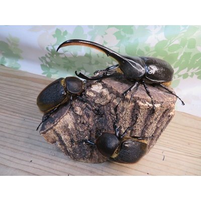 画像5: ☆新成虫☆D.H.リッキー♂145ミリ♀66ミリペア＋♀66ミリ計3頭トリオ販売！！