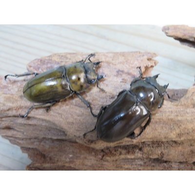 画像4: 稀少産地☆WF3☆モセリオウゴンオニクワガタ♂49ミリ♀41ミリペア＋♀40ミリ計3頭トリオ販売！！