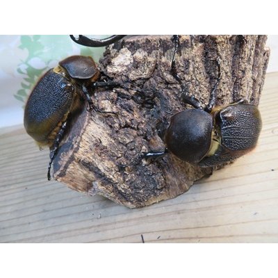 画像4: ☆新成虫☆D.H.リッキー♂145ミリ♀66ミリペア＋♀66ミリ計3頭トリオ販売！！