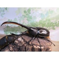 ☆新成虫☆D.H.リッキー♂145ミリ♀66ミリペア＋♀66ミリ計3頭トリオ販売！！