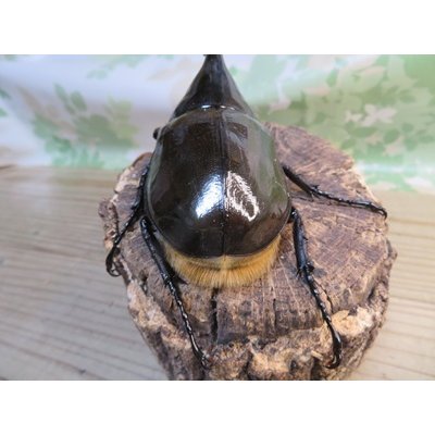 画像3: ☆新成虫☆D.H.リッキー♂124ミリ♀67ミリペア＋♀65ミリ計3頭トリオ販売！！