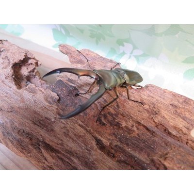 画像2: ☆新成虫☆メタリフェルホソアカクワガタ（サンギレンシス）♂55ミリ前後♀フリーサイズペア販売！！