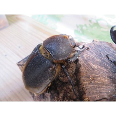 画像4: ☆新成虫☆D.H.リッキー♂109ミリ♀66ミリペア販売！！