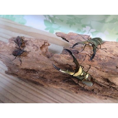 画像4: ☆新成虫☆メタリフェルホソアカクワガタ（サンギレンシス）♂55ミリ前後♀フリーサイズペア販売！！