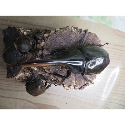 画像2: ☆新成虫☆D.H.リッキー♂124ミリ♀67ミリペア＋♀65ミリ計3頭トリオ販売！！