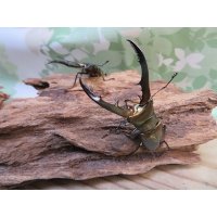 ☆新成虫☆メタリフェルホソアカクワガタ（サンギレンシス）♂55ミリ前後♀フリーサイズペア販売！！