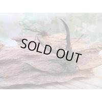 ☆新成虫☆メタリフェルホソアカクワガタ（サンギレンシス）♂55ミリ前後♀フリーサイズペア販売！！