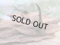 ☆新成虫☆メタリフェルホソアカクワガタ（サンギレンシス）♂55ミリ前後♀フリーサイズペア販売！！