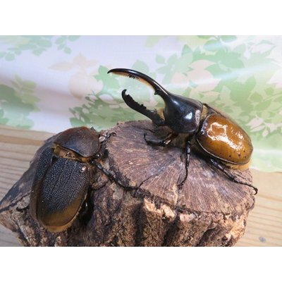 画像5: ☆新成虫☆D.H.リッキー♂109ミリ♀66ミリペア販売！！