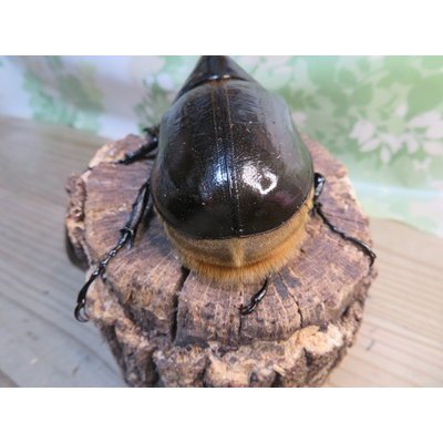 画像3: ☆新成虫☆D.H.リッキー♂145ミリ♀66ミリペア＋♀66ミリ計3頭トリオ販売！！