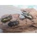 画像5: 稀少産地☆WF3☆モセリオウゴンオニクワガタ♂49ミリ♀41ミリペア＋♀40ミリ計3頭トリオ販売！！ (5)
