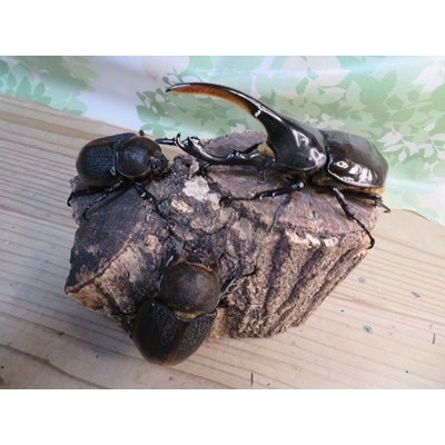 画像5: ☆新成虫☆D.H.リッキー♂124ミリ♀67ミリペア＋♀65ミリ計3頭トリオ販売！！