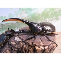 ☆新成虫☆D.H.リッキー♂124ミリ♀67ミリペア＋♀65ミリ計3頭トリオ販売！！