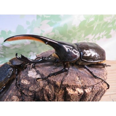 画像1: ☆新成虫☆D.H.リッキー♂124ミリ♀67ミリペア＋♀65ミリ計3頭トリオ販売！！