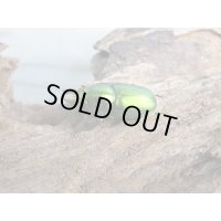 no.2☆F3☆インスラリスキンイロクワガタ♂♀フリーサイズ新成虫ペア販売！！