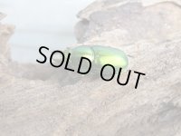 no.2☆F3☆インスラリスキンイロクワガタ♂♀フリーサイズ新成虫ペア販売！！