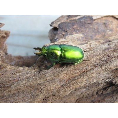 画像1: no.2☆F3☆インスラリスキンイロクワガタ♂♀フリーサイズ新成虫ペア販売！！