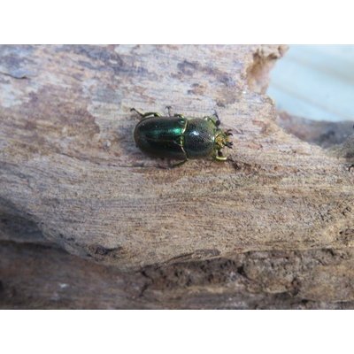 画像3: no.2☆F3☆インスラリスキンイロクワガタ♂♀フリーサイズ新成虫ペア販売！！