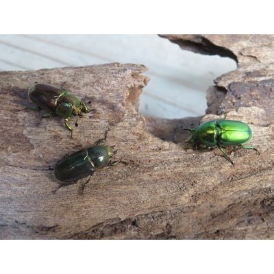 画像4: no.1☆F3☆インスラリスキンイロクワガタ♂♀フリーサイズペア＋♀フリーサイズ計3頭トリオ販売！！