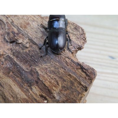 画像3: 稀少種☆WF3☆ブレビスオオクワガタ♂25ミリ♀フリーサイズ新成虫ペア販売！！