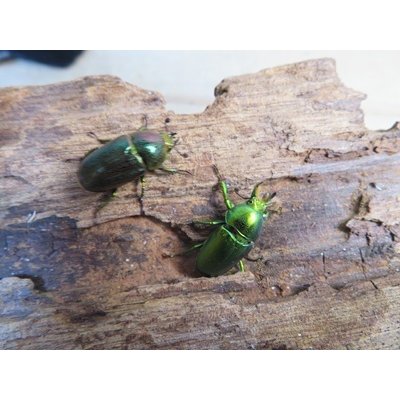 画像4: no.3☆F3☆インスラリスキンイロクワガタ♂♀フリーサイズ新成虫ペア販売！！