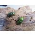 画像4: no.3☆F3☆インスラリスキンイロクワガタ♂♀フリーサイズ新成虫ペア販売！！ (4)