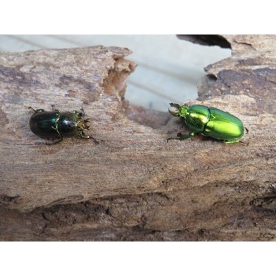 画像4: no.2☆F3☆インスラリスキンイロクワガタ♂♀フリーサイズ新成虫ペア販売！！