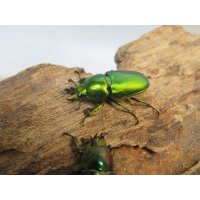 no.3☆F3☆インスラリスキンイロクワガタ♂♀フリーサイズ新成虫ペア販売！！