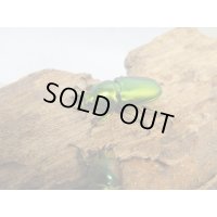 no.3☆F3☆インスラリスキンイロクワガタ♂♀フリーサイズ新成虫ペア販売！！
