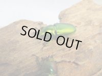 no.3☆F3☆インスラリスキンイロクワガタ♂♀フリーサイズ新成虫ペア販売！！