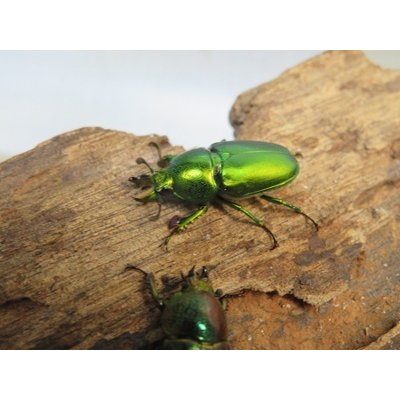 画像1: no.3☆F3☆インスラリスキンイロクワガタ♂♀フリーサイズ新成虫ペア販売！！