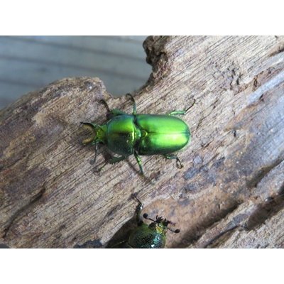 画像2: no.3☆F3☆インスラリスキンイロクワガタ♂♀フリーサイズ新成虫ペア販売！！