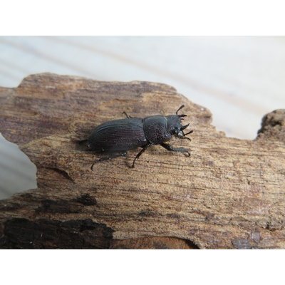 画像4: 稀少種☆WF3☆ブレビスオオクワガタ♂25ミリ♀フリーサイズ新成虫ペア販売！！