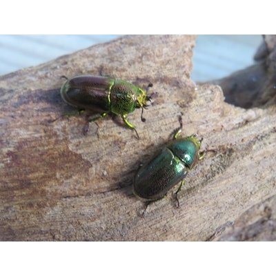 画像3: no.1☆F3☆インスラリスキンイロクワガタ♂♀フリーサイズペア＋♀フリーサイズ計3頭トリオ販売！！