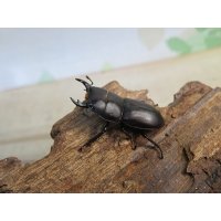 稀少種☆WF3☆ブレビスオオクワガタ♂25ミリ♀フリーサイズ新成虫ペア販売！！