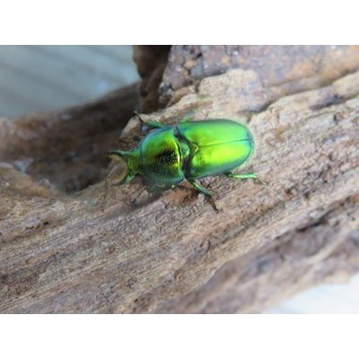 画像2: no.1☆F3☆インスラリスキンイロクワガタ♂♀フリーサイズペア＋♀フリーサイズ計3頭トリオ販売！！