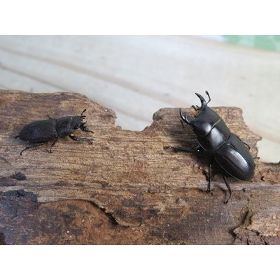 画像5: 稀少種☆WF3☆ブレビスオオクワガタ♂25ミリ♀フリーサイズ新成虫ペア販売！！