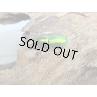 no.1☆F3☆インスラリスキンイロクワガタ♂♀フリーサイズペア＋♀フリーサイズ計3頭トリオ販売！！