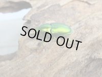 no.1☆F3☆インスラリスキンイロクワガタ♂♀フリーサイズペア＋♀フリーサイズ計3頭トリオ販売！！