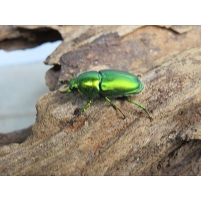 画像1: no.1☆F3☆インスラリスキンイロクワガタ♂♀フリーサイズペア＋♀フリーサイズ計3頭トリオ販売！！