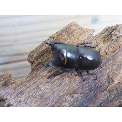 画像2: 稀少種☆WF3☆ブレビスオオクワガタ♂25ミリ♀フリーサイズ新成虫ペア販売！！