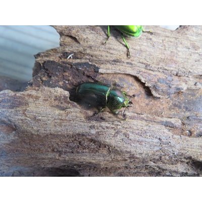 画像3: no.3☆F3☆インスラリスキンイロクワガタ♂♀フリーサイズ新成虫ペア販売！！