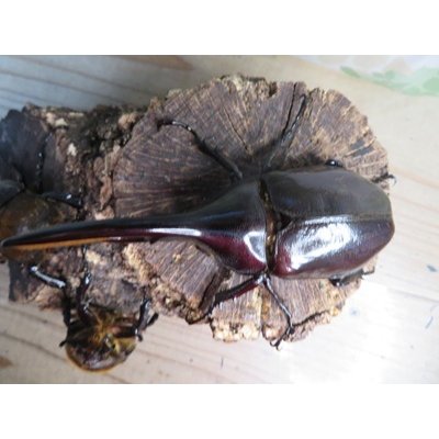 画像2: ☆新成虫☆D.H.ヘラクレス♂113ミリ♀60ミリupペア＋♀60ミリup計3頭セット販売！！