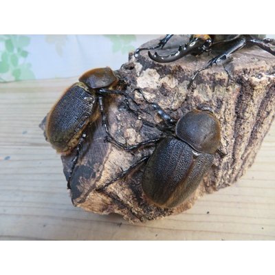 画像4: ☆新成虫☆D.H.ヘラクレス♂115ミリ♀60ミリupペア＋♀60ミリup計3頭セット販売！！