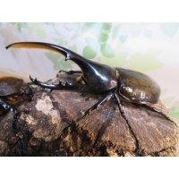 ☆新成虫☆D.H.ヘラクレス♂115ミリ♀60ミリupペア＋♀60ミリup計3頭セット販売！！